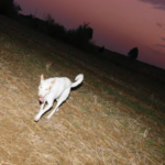 « Midi minuit », nouveau single de JOSY BASAR [pop / Metz]